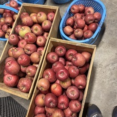 ④青森りんご　サンふじ　家庭用　取引場所弘前市　決まりました。の画像