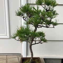 盆栽　クロマツ　黒松　53㎝程度　中品盆栽の画像