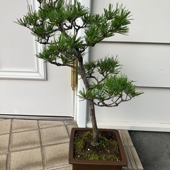 盆栽　クロマツ　黒松　53㎝程度　中品盆栽の画像
