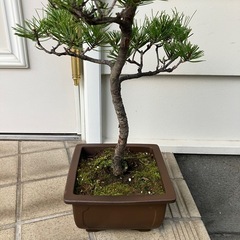 盆栽　クロマツ　黒松　53㎝程度　中品盆栽の画像