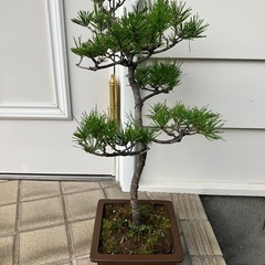 盆栽　クロマツ　黒松　53㎝程度　中品盆栽の画像