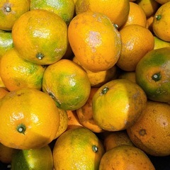 みかん　50個の画像