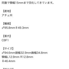 スマトラヒラタ　アチェ産メスの画像