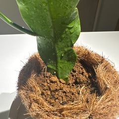 月下美人 苗 ココヤシポット入り サボテン/ゲッカビジンの画像