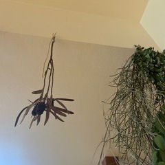 ドライフラワー　２点セットの画像