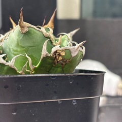 アガベ　シーザー　中株の画像