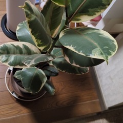 観葉植物🪴の画像