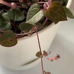 ハートカズラの画像