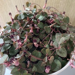 ハートカズラの画像