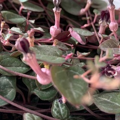 ハートカズラの画像