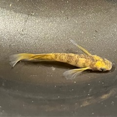 メダカ各種の画像