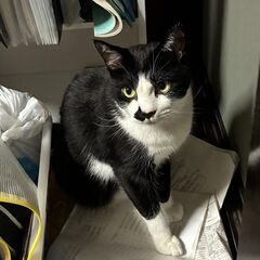 [解決済み]迷い猫、探しています。