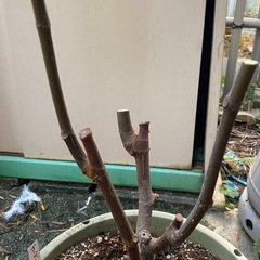 イチジク　大苗　『ゴールドフィグ』の画像