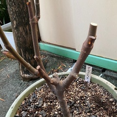 イチジク　大苗　『ゴールドフィグ』の画像