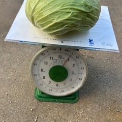 新鮮キャベツ1キロ100円の画像