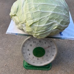 新鮮キャベツ1キロ100円の画像