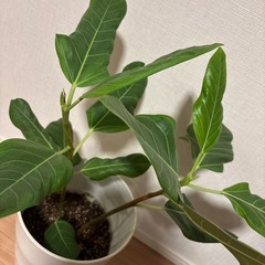 観葉植物・フィカス2本立て①の画像