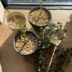 【取引中】アデニウム子株3,ハートネックレスの画像