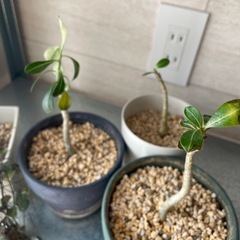 【取引中】アデニウム子株3,ハートネックレスの画像