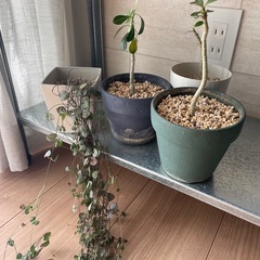 【取引中】アデニウム子株3,ハートネックレスの画像