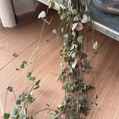 【取引中】アデニウム子株3,ハートネックレスの画像