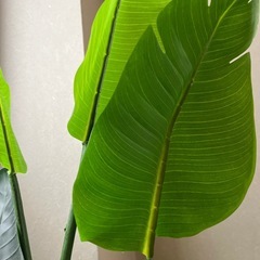 ニトリ　フェイクグリーン　2体セットの画像