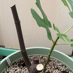 ★希少種★ イチジク　『ディアンナ』　大苗の画像