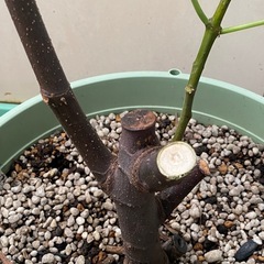 ★希少種★ イチジク　『ディアンナ』　大苗の画像