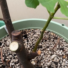 ★希少種★ イチジク　『ディアンナ』　大苗の画像