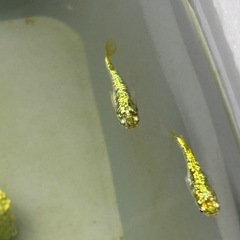 メダカ　ギラティナの画像