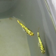 メダカ　ギラティナの画像