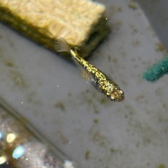 メダカ　ギラティナの画像