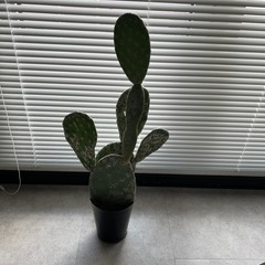 さぼてんの画像