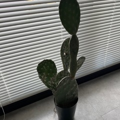 さぼてんの画像