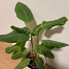 観葉植物・フィカス2本立て②の画像