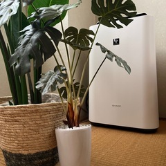 ニトリ　フェイクグリーン　2体セットの画像