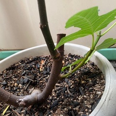 ★希少種★ イチジク『CDA』　大苗の画像