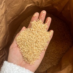 新米　玄米　お米　コシヒカリ　⑥の画像