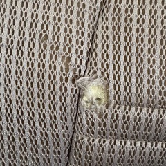 【訳あり】ネオママイズム　ベッドインベッドの画像