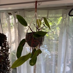 フィロデンドロン　サトイモカズラ　観葉植物　塊根植物　多肉植物　ビザールプランツ　レアプランツ　ガーデニング　植物　グリーン　趣味　盆栽　葉　花　庭　草　インテリア　おしゃれ　飾り　園芸　　ハンギングの画像