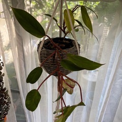 フィロデンドロン　サトイモカズラ　観葉植物　塊根植物　多肉植物　ビザールプランツ　レアプランツ　ガーデニング　植物　グリーン　趣味　盆栽　葉　花　庭　草　インテリア　おしゃれ　飾り　園芸　　ハンギングの画像