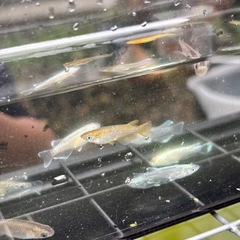 選び売り!!  高級種MIXメダカ 【オス】の画像