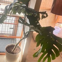 モンステラ無料でお譲りしますの画像