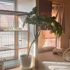 モンステラ無料でお譲りしますの画像