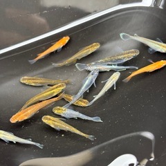 選び売り!!  高級種MIXメダカ【メス】の画像