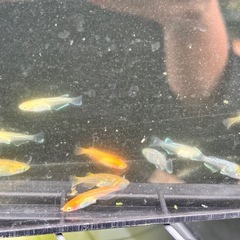 選び売り!!  高級種MIXメダカ【メス】の画像