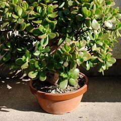 金のなる木の画像