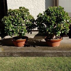 金のなる木の画像