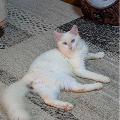 ふわふわの尻尾の珍しい笹かまシャム　里親会参加します！