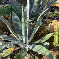 アガベ　アメリカーナの画像